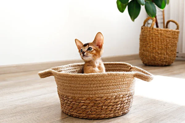 โอถ ายของล กแมวน อยน Abyssinian งอย ในตะกร านพ นหล งผน — ภาพถ่ายสต็อก