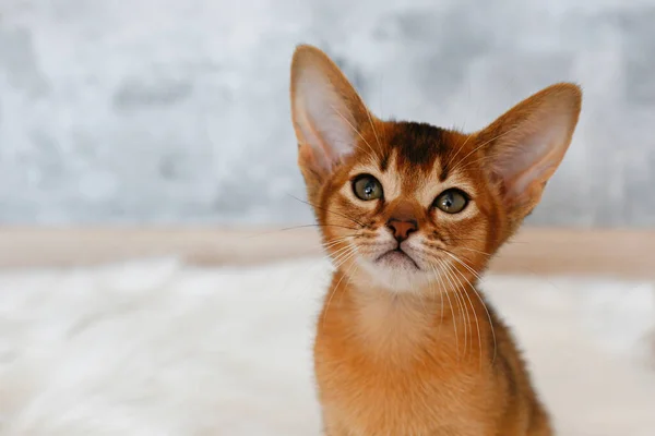 One two months old cute abyssinian kitten sitting on the faux fur sheepskin carpet at home, grunged stone wall background. Young beautiful purebred short haired kitty. Close up, copy space.