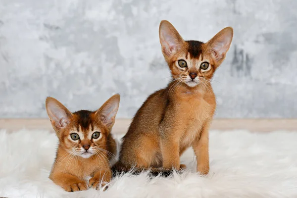 Couple Two Months Old Cute Abyssinian Kittens Sitting Faux Fur — Stock Photo, Image