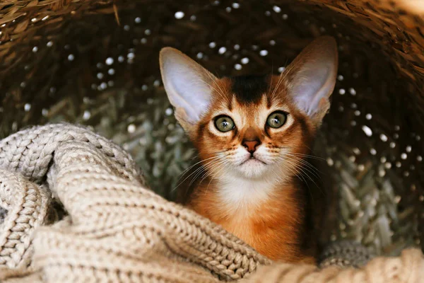 Estudio Tiro Gatito Abisinio Lindo Pequeño Escondido Dentro Canasta Casa —  Fotos de Stock