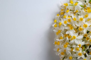 Beyaz arka planda beyaz sarı nergislerden oluşan gür bir buket. Yumuşak minimalist bahar çiçekleri kompozisyonu. Üst görünüm, metin için boşluk kopyala, düz görünüm, kapat.