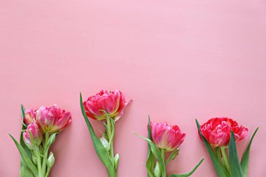 Taze çiçek kompozisyonu, bir buket pembe şakayık lalesi, arka planda izole edilmiş kağıt. Uluslararası Kadınlar Günü, Anneler Günü karşılama konsepti. Boşluğu kopyala, kapat, üst görünüm, düz yatış.