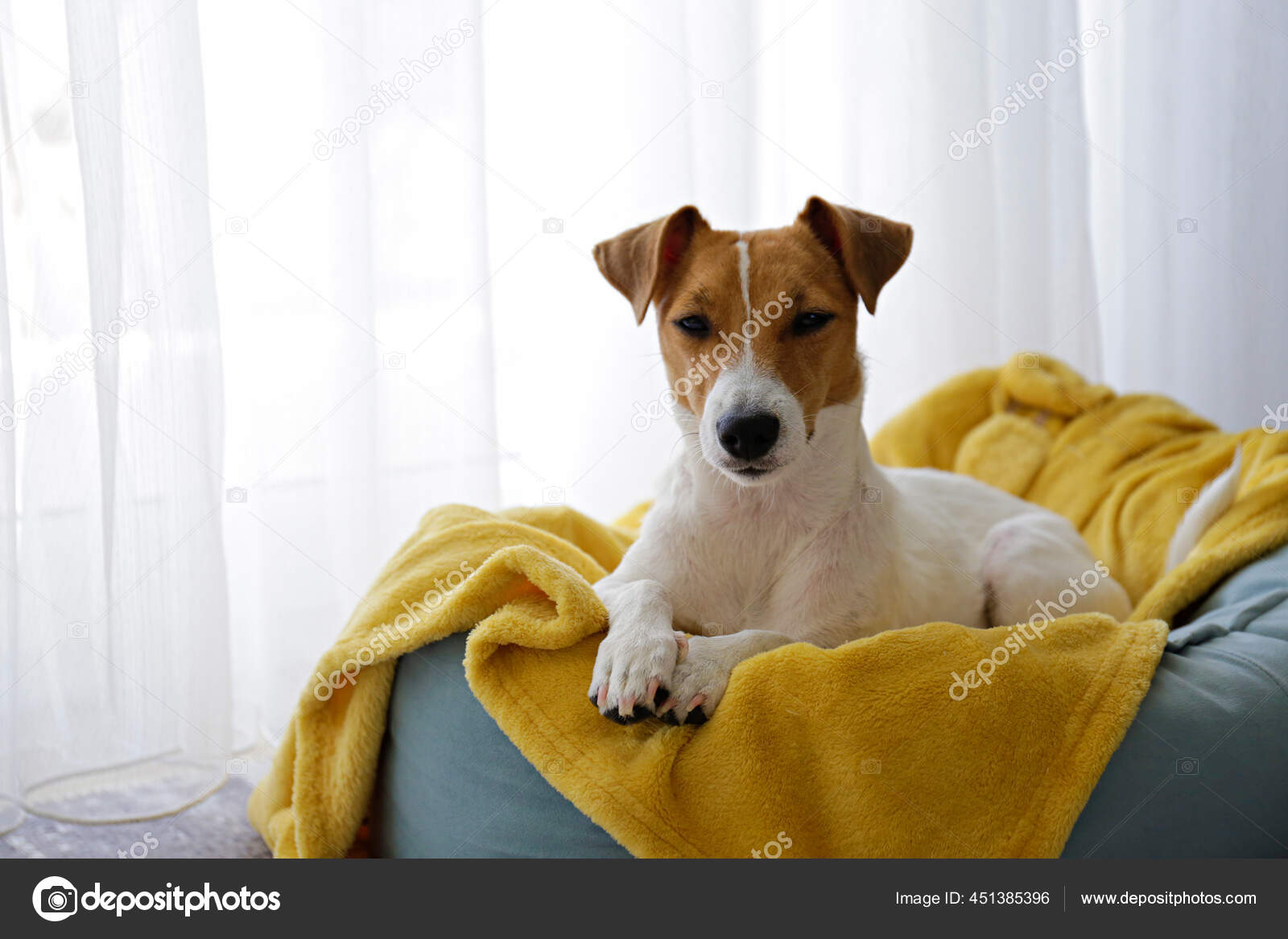 Cute One Year Old Jack Russel Terrier Puppy Folded Ears Stock