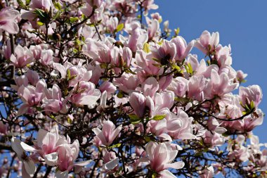 Manolya ağacının açık mavi arka planda çiçek açtığı yakın plan görüntüsü. Büyük pembe çiçeklerle dolu dallar, yoğun çiçek kümeleri. Arkaplan, kapat, kopyala alanı, ekin görüntüsü.