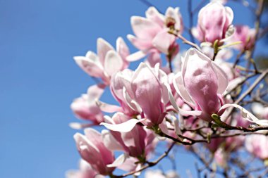 Manolya ağacının açık mavi arka planda çiçek açtığı yakın plan görüntüsü. Büyük pembe çiçeklerle dolu dallar, yoğun çiçek kümeleri. Arkaplan, kapat, kopyala alanı, ekin görüntüsü.