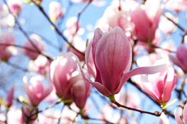 Manolya ağacının açık mavi arka planda çiçek açtığı yakın plan görüntüsü. Büyük pembe çiçeklerle dolu dallar, yoğun çiçek kümeleri. Arkaplan, kapat, kopyala alanı, ekin görüntüsü.