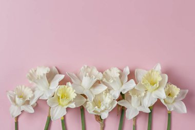 Pembe arka planda izole edilmiş beyaz sarı nergis buketi. Yumuşak minimalist bahar çiçekleri kompozisyonu. Üst görünüm, metin için boşluk kopyala, düz görünüm, kapat.