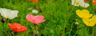 Farklı türde gelinciklerin ekildiği bir tarla. Renkli çiçeklerle dolu renkli bir arka plan ve bahar tatili için sulu yeşil çimenler. Yakın çekim, kopyalama alanı, üst görüntü. Seçici odak.