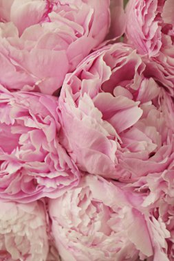 Güzel pembe şakayık çiçeklerinin makro çekimi. Tamamen açık çiçek tomurcuklarıyla süslü bir arka plan. Boşluğu kopyala, kapat, üst görünüm, arkaplan, kırpılmış resim.