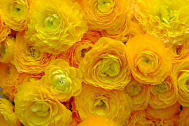 Makro bir buket sarı ranunculus çiçeği ve görünür taç yaprağı. Parlak çiçek tomurcukları desenleri ve metin için bir sürü kopya alanı olan kompozisyonu kapat. Üst görünüm.