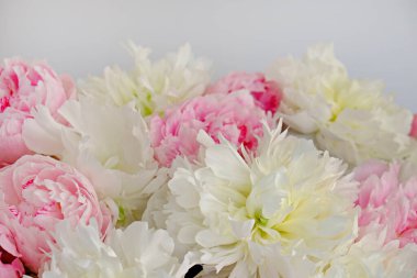 Güzel pembe ve beyaz şakayık çiçeklerinin makro çekimi. Tamamen açık çiçek tomurcuklarıyla süslü bir arka plan. Boşluğu kopyala, kapat, üst görünüm, arkaplan, kırpılmış resim.