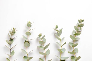 Okaliptüs ağacı dalının olduğu minimalist kompozisyon izole edilmiş beyaz arka planda serili ve metin için bir sürü kopya alanı var. Tropikal bitkinin küçük yeşil yapraklarının üst görüntüsü. Düz yatıyordu.