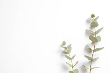 Okaliptüs ağacı dalının olduğu minimalist kompozisyon izole edilmiş beyaz arka planda serili ve metin için bir sürü kopya alanı var. Tropikal bitkinin küçük yeşil yapraklarının üst görüntüsü. Düz yatıyordu.