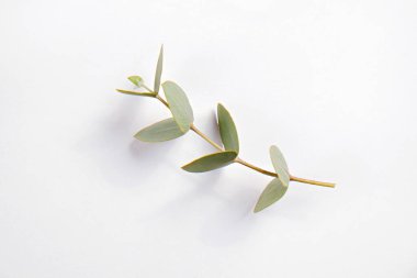 Okaliptüs ağacı dalının olduğu minimalist kompozisyon izole edilmiş beyaz arka planda serili ve metin için bir sürü kopya alanı var. Tropikal bitkinin küçük yeşil yapraklarının üst görüntüsü. Düz yatıyordu.