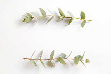 Okaliptüs ağacı dalının olduğu minimalist kompozisyon izole edilmiş beyaz arka planda serili ve metin için bir sürü kopya alanı var. Tropikal bitkinin küçük yeşil yapraklarının üst görüntüsü. Düz yatıyordu.