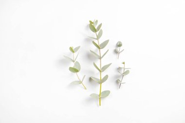 Okaliptüs ağacı dalının olduğu minimalist kompozisyon izole edilmiş beyaz arka planda serili ve metin için bir sürü kopya alanı var. Tropikal bitkinin küçük yeşil yapraklarının üst görüntüsü. Düz yatıyordu.