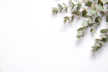 Okaliptüs ağacı dalının olduğu minimalist kompozisyon izole edilmiş beyaz arka planda serili ve metin için bir sürü kopya alanı var. Tropikal bitkinin küçük yeşil yapraklarının üst görüntüsü. Düz yatıyordu.