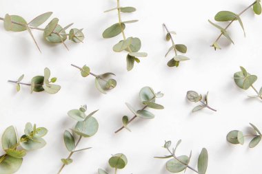 Okaliptüs ağacı dalının olduğu minimalist kompozisyon izole edilmiş beyaz arka planda serili ve metin için bir sürü kopya alanı var. Tropikal bitkinin küçük yeşil yapraklarının üst görüntüsü. Düz yatıyordu.