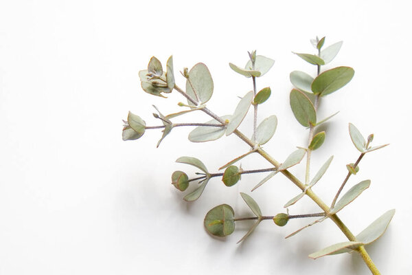 Minimalistic composition with eucalyptus tree branch laid out on isolated white background with a lot of copy space for text. Top view shot of small green leaves of tropical plant. Flat lay.