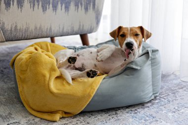 Sarı battaniyeli bir köpek yatağında dinlenen büyük kulaklı sevimli uykucu Jack Russel terrier köpeği. Yerde yatan komik kürk lekeli küçük sevimli köpek. Kapat, boşluğu kopyala, arkaplan, üst görünüm.