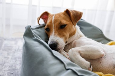 Sarı battaniyeli bir köpek yatağında dinlenen büyük kulaklı sevimli uykucu Jack Russel terrier köpeği. Yerde yatan komik kürk lekeli küçük sevimli köpek. Kapat, boşluğu kopyala, arkaplan, üst görünüm.