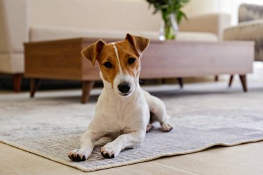 Meraklı Jack Russell Terrier yavrusu kameraya bakıyor. Evde yerde yatan, katlanmış kulakları olan sevimli bir köpek. Kahve masasında çiçekli vazo. Kapat, kopyala alanı, rahat iç arkaplan.