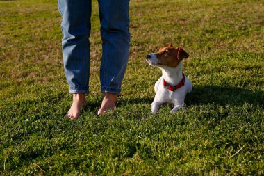 Jack Russell Terrier köpeği ile duran genç bir kadının görüntüsü. Parkta köpek eğitimi seansı. Kapat, kopyala boşluk, arkaplan.
