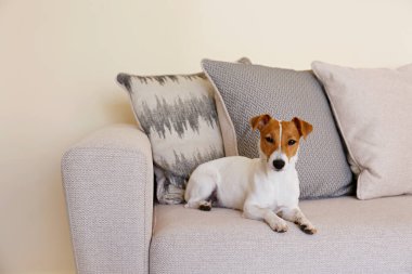 Meraklı Jack Russell Terrier yavrusu kameraya bakıyor. Evde kanepede tek başına kıvrılmış kulakları olan sevimli bir köpekçik. Kahve masasında çiçekli vazo. Kapat, kopyala alanı, rahat iç arkaplan