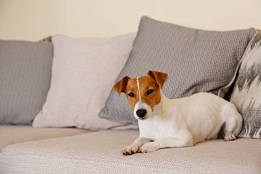 Meraklı Jack Russell Terrier yavrusu kameraya bakıyor. Evde kanepede tek başına kıvrılmış kulakları olan sevimli bir köpekçik. Kahve masasında çiçekli vazo. Kapat, kopyala alanı, rahat iç arkaplan