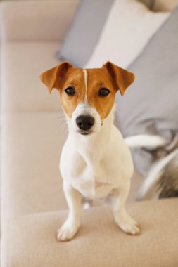 Meraklı Jack Russell Terrier yavrusu kameraya bakıyor. Evde kanepede tek başına kıvrılmış kulakları olan sevimli bir köpekçik. Kahve masasında çiçekli vazo. Kapat, kopyala alanı, rahat iç arkaplan