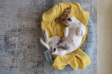 Sarı battaniyeli bir köpek yatağında dinlenen büyük kulaklı sevimli uykucu Jack Russel terrier köpeği. Yerde yatan komik kürk lekeli küçük sevimli köpek. Kapat, boşluğu kopyala, arkaplan, üst görünüm.