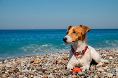 Komik görünüşlü Jack Russell Terrier köpeği denizde yüzdükten sonra ıslanmış, Kauçuk topla oynuyor. Şirin köpek çakıl taşlarının üzerine uzanıyor. Portre, kapat, kopyala alanı, arkaplan.