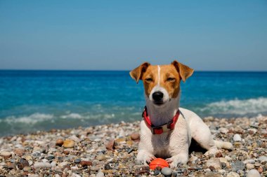 Komik görünüşlü Jack Russell Terrier köpeği denizde yüzdükten sonra ıslanmış, Kauçuk topla oynuyor. Şirin köpek çakıl taşlarının üzerine uzanıyor. Portre, kapat, kopyala alanı, arkaplan.