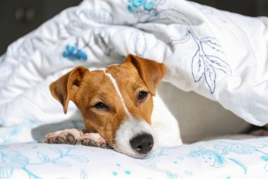 Koca kulaklı şirin Jack Russel teriyeri battaniyeyle kaplı bir yatakta uyuyor. Komik kürk lekeleri olan sevimli köpek çok güzel pozisyonlarda yatıyor. Kapat, kopyala boşluk, arkaplan.