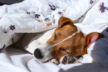 Koca kulaklı şirin Jack Russel teriyeri battaniyeyle kaplı bir yatakta uyuyor. Komik kürk lekeleri olan sevimli köpek çok güzel pozisyonlarda yatıyor. Kapat, kopyala boşluk, arkaplan.