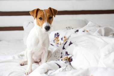 Koca kulaklı şirin Jack Russel teriyeri battaniyeli ve yastıklı yatağın sahibini bekliyor. Yatağında tek başına komik kürk lekeleri olan sevimli bir köpek. Kapat, kopyala boşluk, arkaplan.