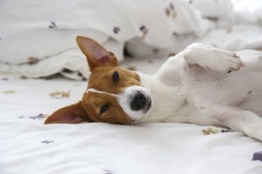 Beyaz çarşaflı bir yatakta uyuyan koca kulaklı şirin Jack Russel teriyer köpeği. Komik kürk lekeleri olan sevimli köpek çok güzel pozisyonlarda yatıyor. Kapat, kopyala boşluk, arkaplan.