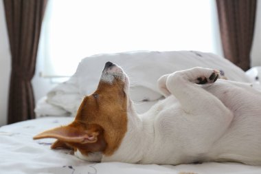 Beyaz çarşaflı bir yatakta uyuyan koca kulaklı şirin Jack Russel teriyer köpeği. Komik kürk lekeleri olan sevimli köpek çok güzel pozisyonlarda yatıyor. Kapat, kopyala boşluk, arkaplan.