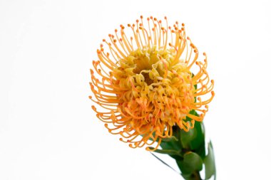 Canlı turuncu turuncu-turuncu tonlamalı güzel iğneli protea çiçeğini yakından çek. Beyaz, tropik Afrika şekerli bitki örtüsü. Arkaplan, metin için boşluk kopyala.