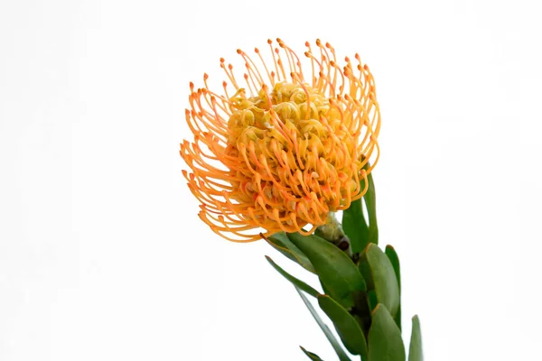 Primer Plano Hermosa Flor Protea Alfiletero Con Viva Inflorescencia Naranja —  Fotos de Stock