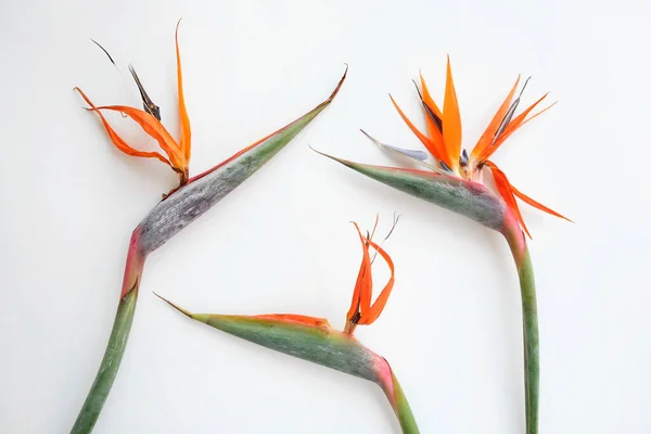 Macro Tiro Bela Colorida Flor Bird Paradise Com Laranja Vívida — Fotografia de Stock