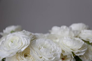 Makro şat beyaz ranunculus buketi. Görünür taç yaprağı. Parlak çiçek tomurcukları. Üst görünüm, kapat, arkaplan, seçici odak, metin için kopyalama alanı, kırpılmış resim.