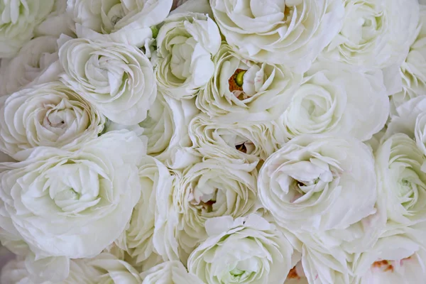 Makró Lövés Gyönyörű Fehér Ranunculus Csokor Látható Szirom Szerkezet Virágbimbók — Stock Fotó