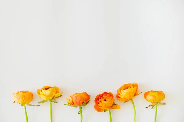 Prachtige Tedere Geel Oranje Ranunculus Boeket Een Rij Gelegd Geïsoleerde — Stockfoto