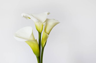 Nilüfer çiçeğinin izole edilmiş arka planda minimalist bir stüdyo çekimi ve metin için bir sürü kopya alanı. Hem kutlama hem de keder için evrensel çoklu çiçekler. Düz yatış, üst görünüm.