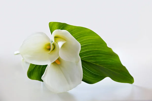 Plan Studio Minimaliste Inflorescence Lys Calla Sur Fond Isolé Avec — Photo