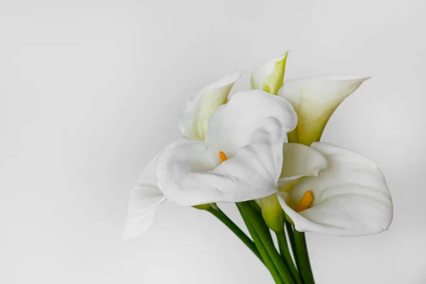 テキストのための多くのコピースペースを持つ隔離された背景にあるCala Lily花序の最小限のスタジオショット お祝いと悲しみの両方のための普遍的な複数の時折の花 フラットレイアウト トップビュー — ストック写真