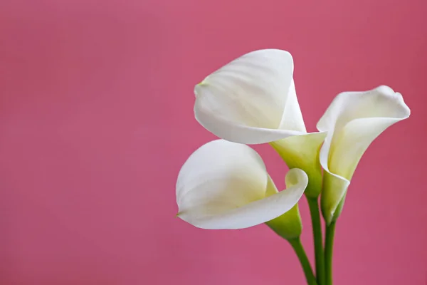 Plan Studio Minimaliste Inflorescence Lys Calla Sur Fond Isolé Avec — Photo