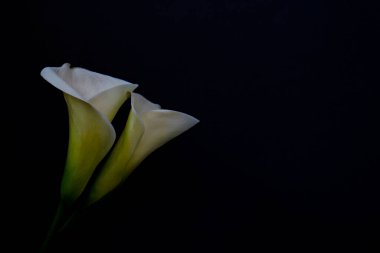 Nilüfer çiçeğinin izole edilmiş arka planda minimalist bir stüdyo çekimi ve metin için bir sürü kopya alanı. Hem kutlama hem de keder için evrensel çoklu çiçekler. Düz yatış, üst görünüm.