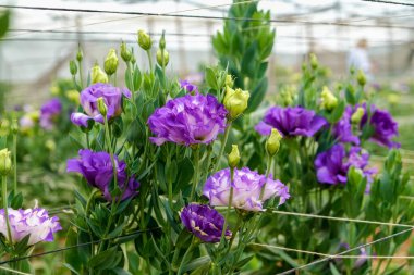 Seranın içinde büyüyen güzel ve renkli Eustoma çiçekleri. Büyük bir cam evde yetiştirilmiş dekoratif bitkiler. Kapat, boşluğu kopyala.